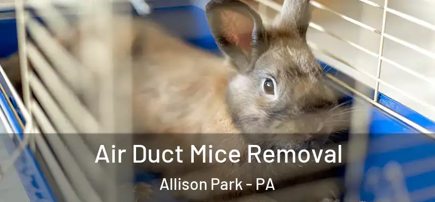  Air Duct Mice Removal Allison Park - PA